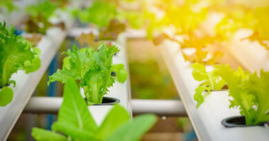 3 Stock Picks to Ride the Vertical Farming Wave